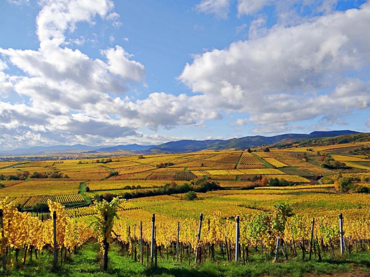 Au Coeur Des Vignes Lejlighed Bergheim Eksteriør billede