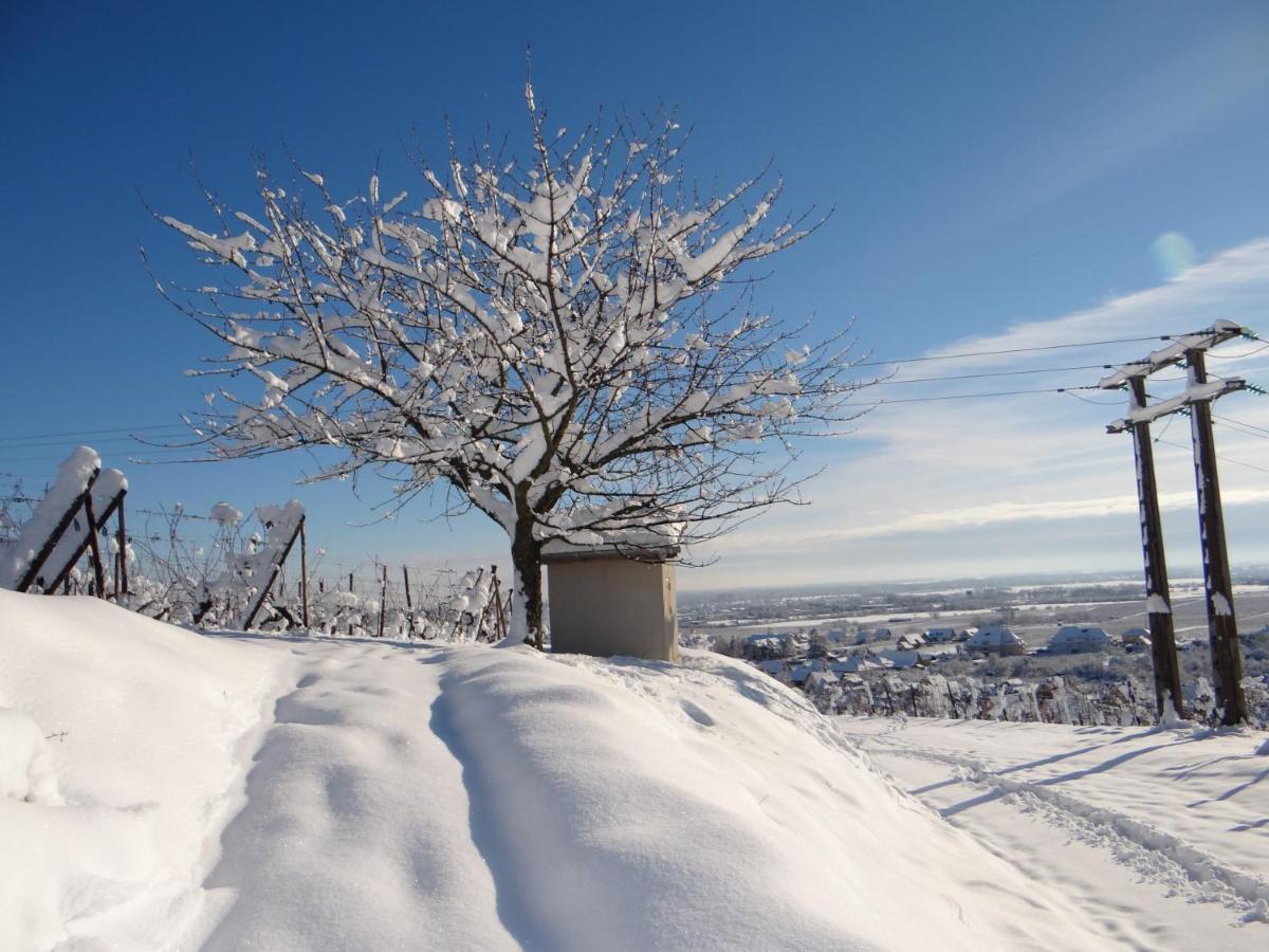 Au Coeur Des Vignes Lejlighed Bergheim Eksteriør billede