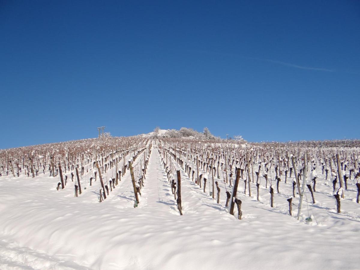 Au Coeur Des Vignes Lejlighed Bergheim Eksteriør billede