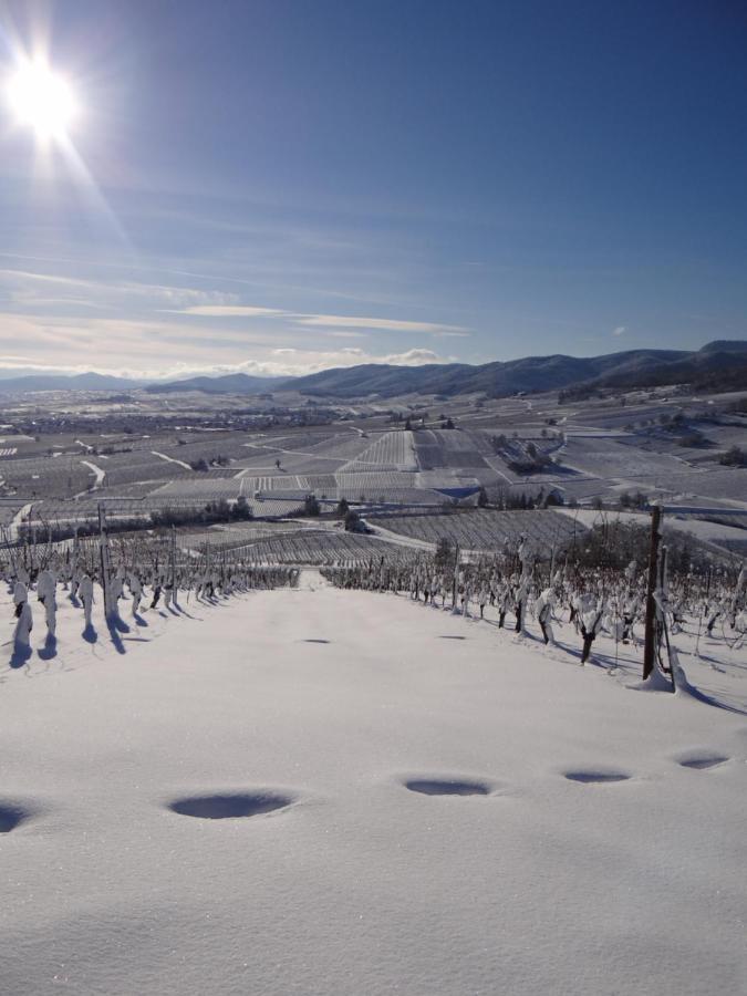 Au Coeur Des Vignes Lejlighed Bergheim Eksteriør billede