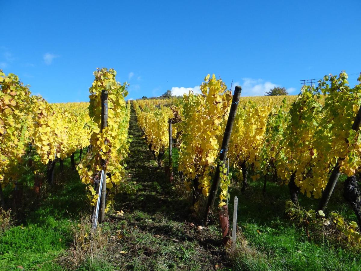 Au Coeur Des Vignes Lejlighed Bergheim Eksteriør billede