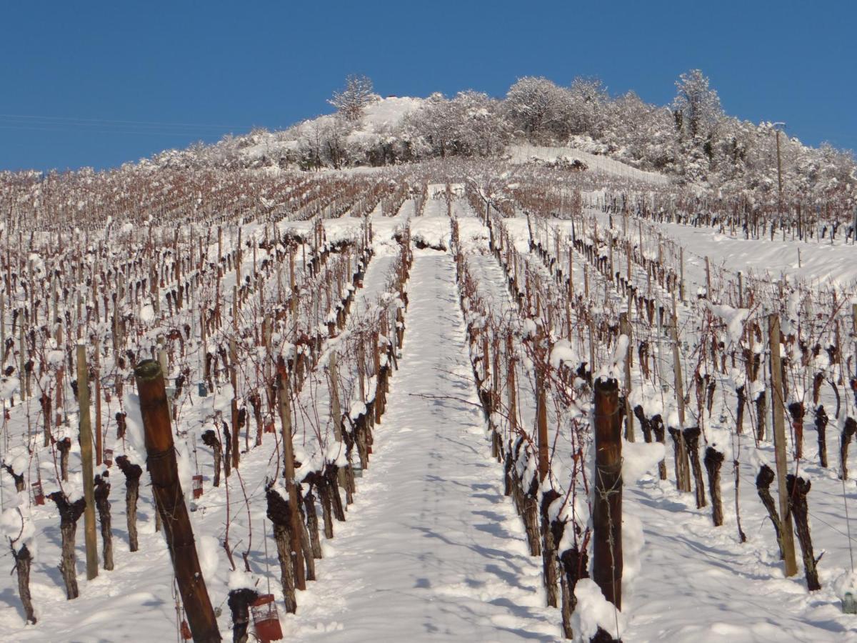 Au Coeur Des Vignes Lejlighed Bergheim Eksteriør billede