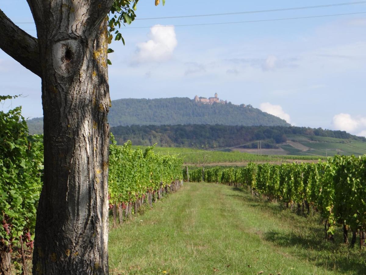 Au Coeur Des Vignes Lejlighed Bergheim Eksteriør billede