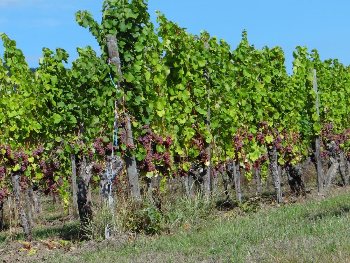 Au Coeur Des Vignes Lejlighed Bergheim Eksteriør billede