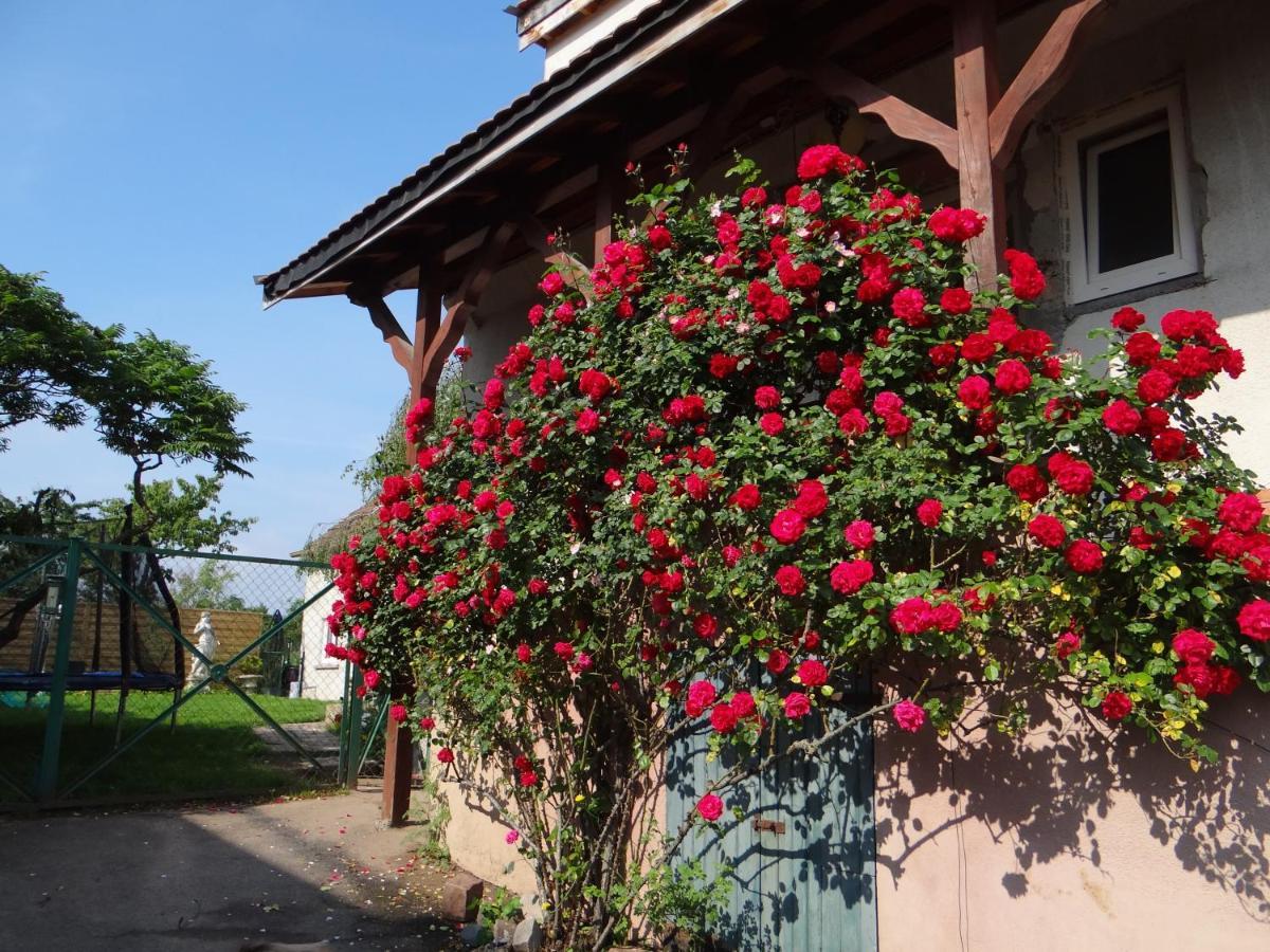 Au Coeur Des Vignes Lejlighed Bergheim Eksteriør billede
