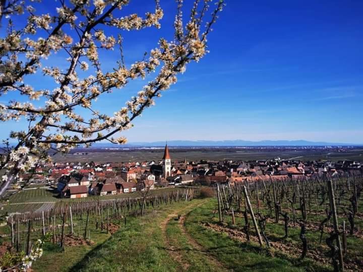 Au Coeur Des Vignes Lejlighed Bergheim Eksteriør billede
