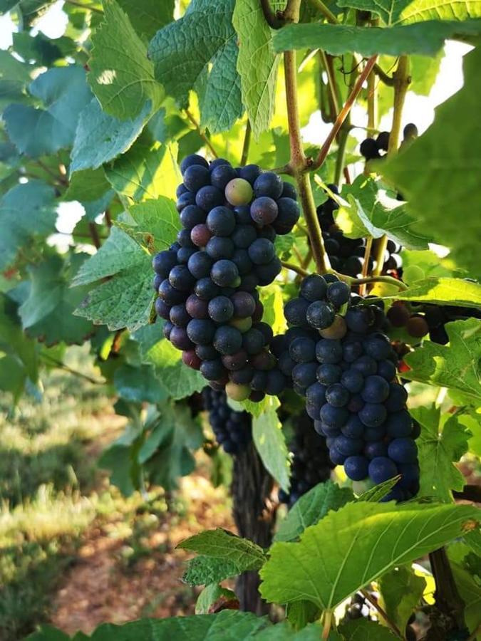 Au Coeur Des Vignes Lejlighed Bergheim Eksteriør billede
